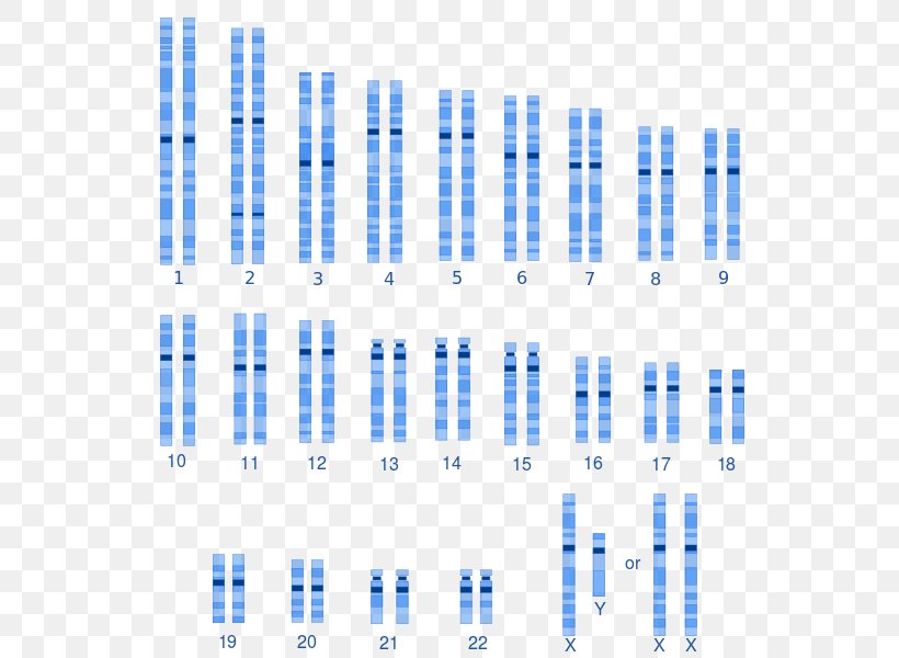 Karyotype Human Genetic Variation Human Genetics Human Variability Human Genome, PNG, 557x600px, Watercolor, Cartoon, Flower, Frame, Heart Download Free