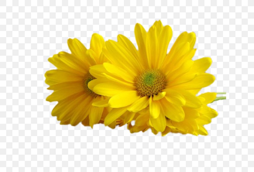 Photography Animation Clip Art, PNG, 640x556px, Photography, Animation, Annual Plant, Blog, Calendula Download Free
