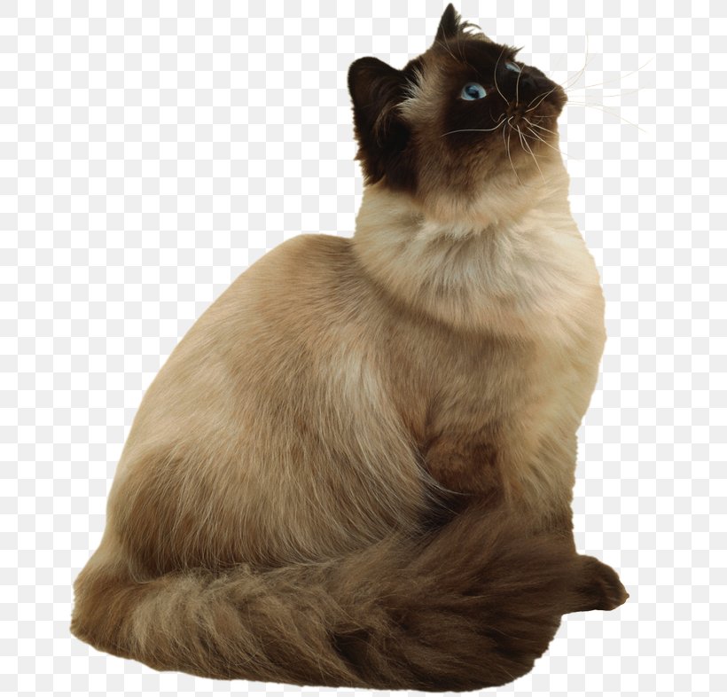 Siamese Cat Birman Balinese Cat Thai Cat Burmese Cat, PNG, 670x786px, Siamese Cat, Animal, Balinese, Balinese Cat, Birman Download Free