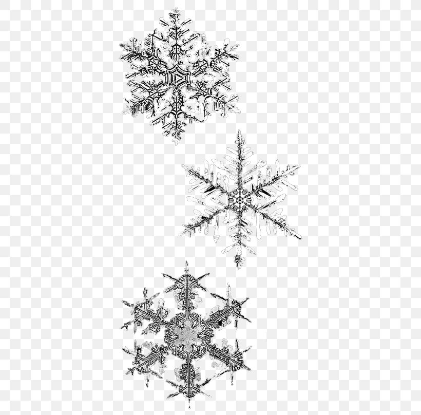 Snowflake Winter Image Transparency, PNG, 400x808px, Snowflake, Black And White, Branch, Cold, Conifer Download Free