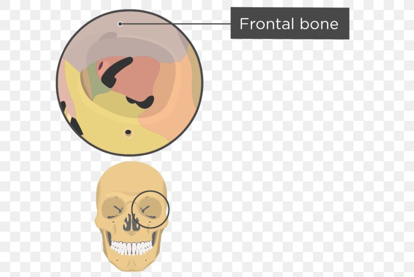 The Human Skull Orbit Anatomy Human Skeleton, PNG, 745x550px, Skull, Anatomy, Bone, Ear, Ethmoid Bone Download Free