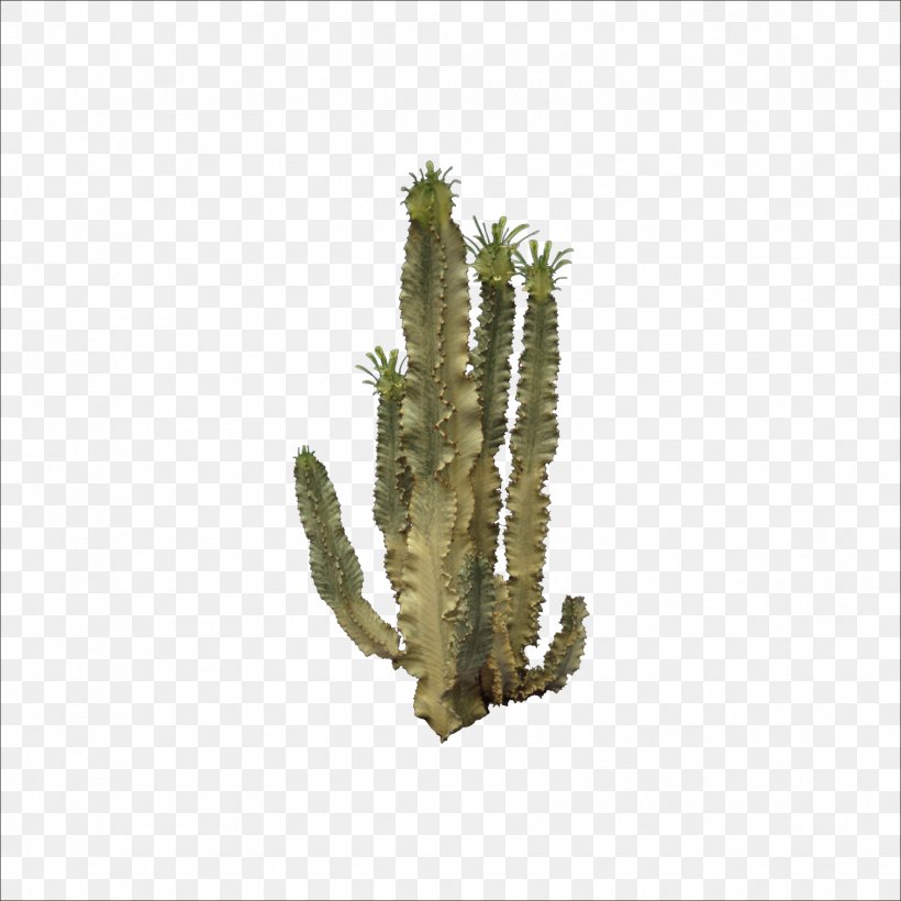 Cactaceae Icon, PNG, 1773x1773px, Cactaceae, Cactus, Caryophyllales, Flowering Plant, Grass Download Free