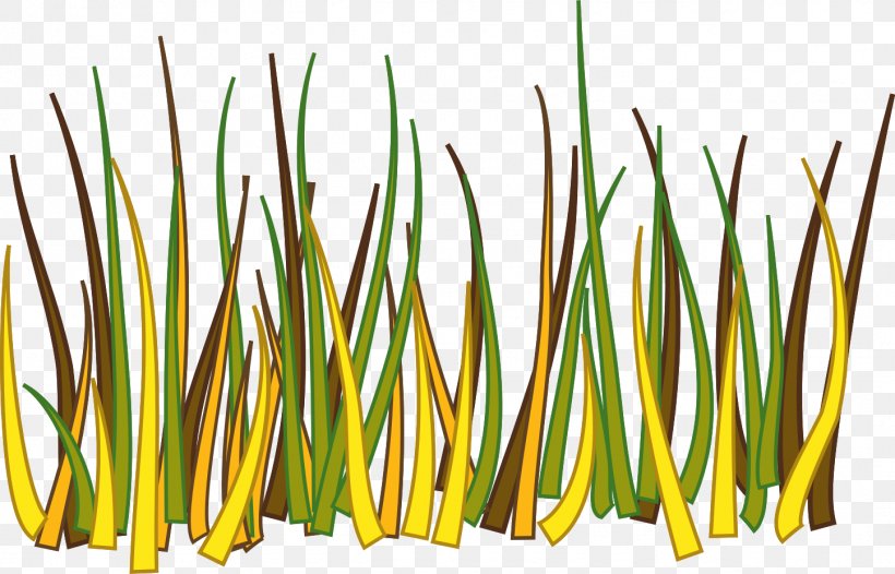 Grasses Drawing Clip Art, PNG, 1446x929px, Grasses, Commodity, Drawing, Grass, Grass Family Download Free