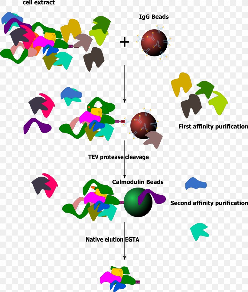 Tandem Affinity Purification Protein Purification Affinity Chromatography Fusion Protein, PNG, 1735x2047px, Protein Purification, Affinity Chromatography, Antibody, Area, Artwork Download Free