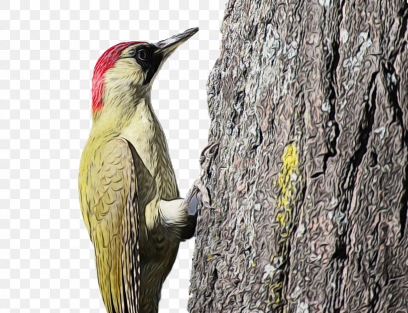Woodpeckers Piciformes Beak Tree Biology, PNG, 1280x982px, Watercolor, Beak, Biology, Paint, Piciformes Download Free
