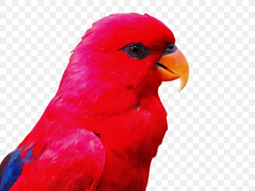Bird Beak Parrot Lorikeet Red, PNG, 2308x1732px, Watercolor, Beak, Bird, Budgie, Closeup Download Free