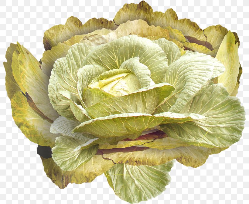 Cabbage Romaine Lettuce Vegetable, PNG, 800x674px, Cabbage, Drawing, Food, Leaf, Leaf Vegetable Download Free