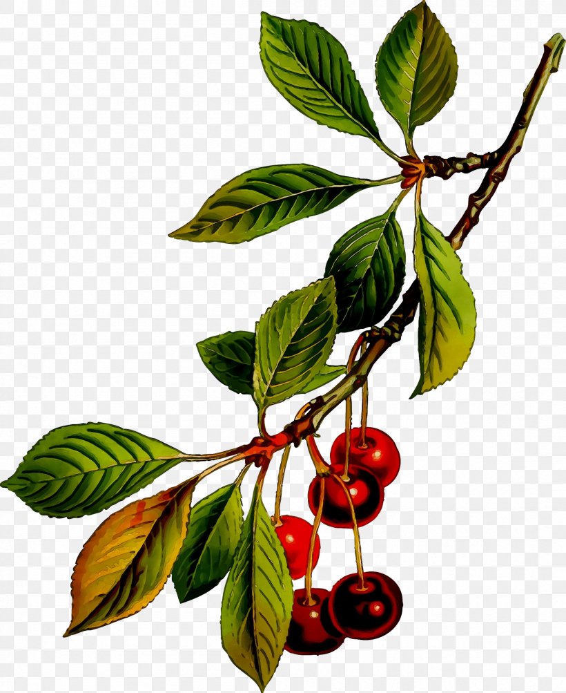 Cherries Image Drawing Illustration Fruit, PNG, 2412x2952px, Cherries, Art, Artist, Branch, Chokeberry Download Free