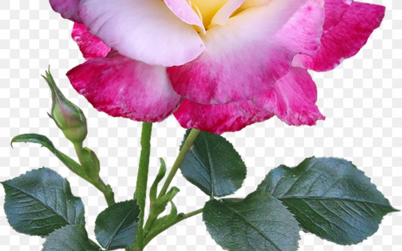 Garden Roses Image Flower Plant Stem, PNG, 1368x855px, Garden Roses, Annual Plant, Botany, Bud, Common Peony Download Free