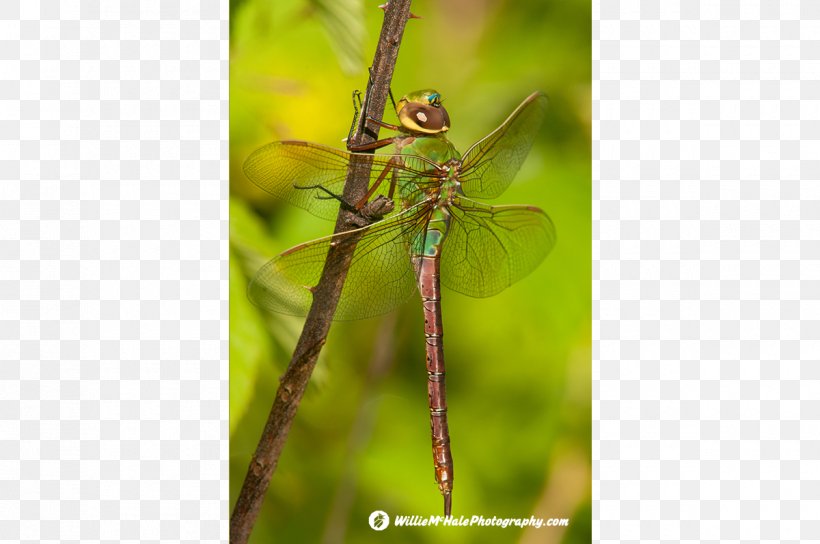 Insect Dragonfly Green Darner Damselfly Arthropod, PNG, 1200x797px, Insect, Arthropod, Damselfly, Dragonflies And Damseflies, Dragonfly Download Free