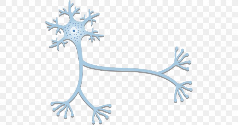 Neuron Nervous System Axon Nerve Cell, PNG, 1200x630px, Neuron, Anatomy, Axon, Axon Terminal, Branch Download Free