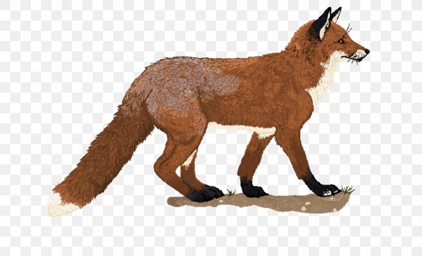 Red Fox Clip Art, PNG, 900x547px, Red Fox, Animal, Animal Figure, Blog, Canidae Download Free