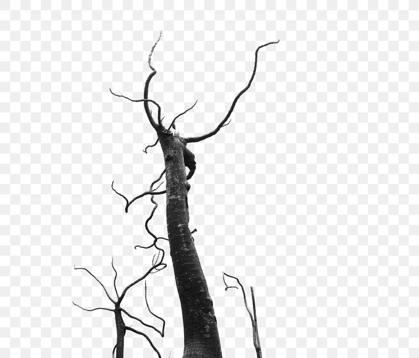 Silhouette Branch, PNG, 700x700px, Silhouette, Black And White, Branch, Designer, Drawing Download Free