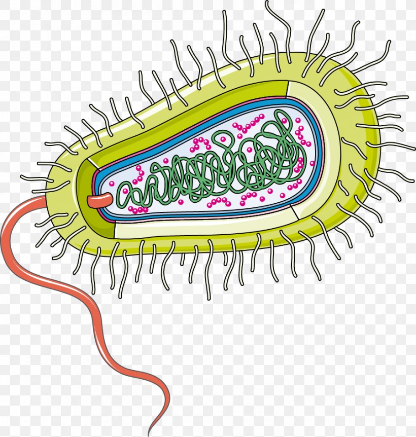 Bacteria Infection Group A Streptococcus Gut Flora Organism, PNG, 899x946px, Bacteria, Area, Artwork, Bacterial Disease, Germ Theory Of Disease Download Free