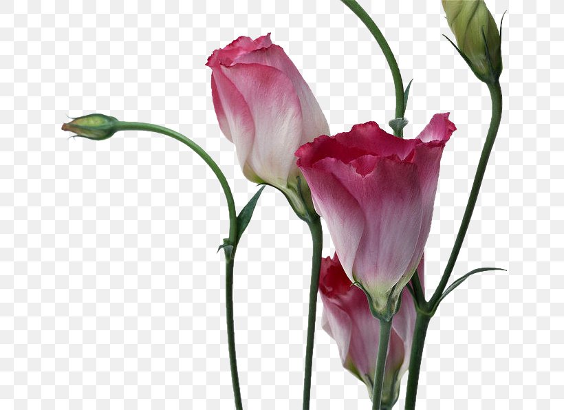 Flower High-definition Television Download, PNG, 655x596px, Flower, Art, Bud, Computer Monitors, Cut Flowers Download Free