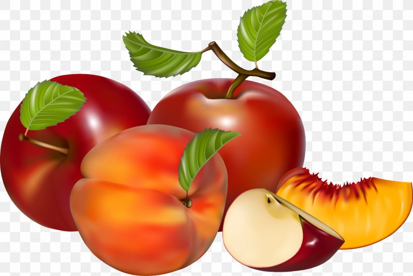 Fruit Apple Royalty-free, PNG, 1500x1001px, Fruit, Apple, Diet Food, Drawing, Food Download Free