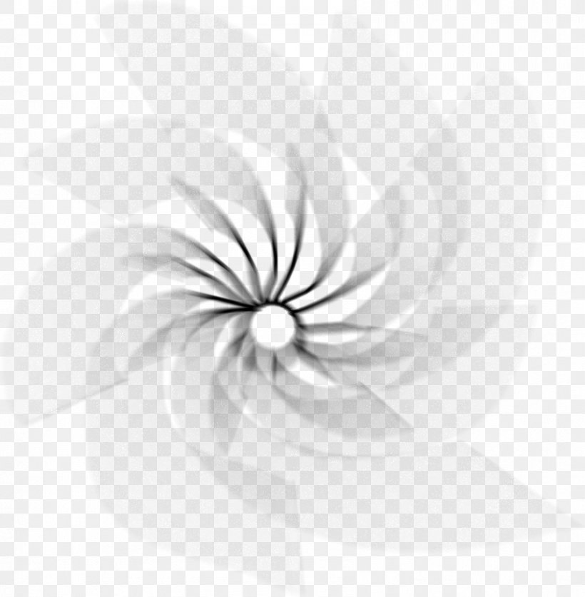Light PicMix Spiral Still Life Photography, PNG, 844x862px, Light, Black And White, Brush, Flora, Flower Download Free