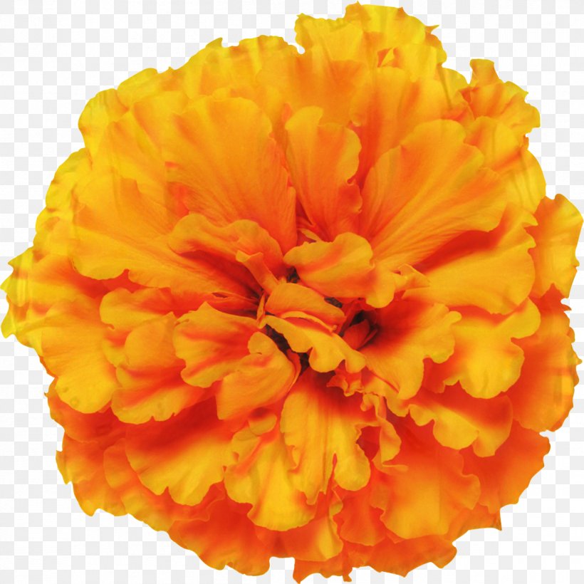Mexican Marigold Glebionis Segetum Pot Marigold Flower Annual Plant, PNG, 1199x1199px, Mexican Marigold, Annual Plant, Carnation, Chrysanthemum, Cut Flowers Download Free