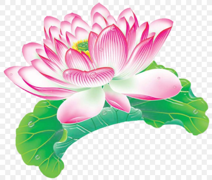 Nelumbo Nucifera Leaf Aquatic Plant Lotus Effect, PNG, 810x699px, Nelumbo Nucifera, Aquatic Plant, Bud, Coreldraw, Cut Flowers Download Free