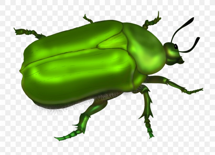 Beetle Drawing Clip Art, PNG, 1024x739px, Beetle, Art, Arthropod, Cetonia Aurata, Drawing Download Free