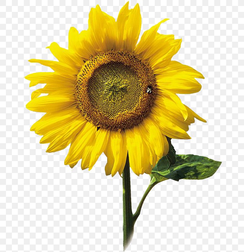Common Sunflower Hotel Information Food, PNG, 676x845px, Common Sunflower, Daisy Family, Flower, Flowering Plant, Food Download Free