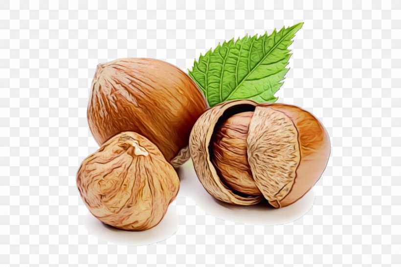 Hazelnut Walnut Food Nut Tree, PNG, 1280x853px, Watercolor, Food, Hazelnut, Nut, Nuts Seeds Download Free