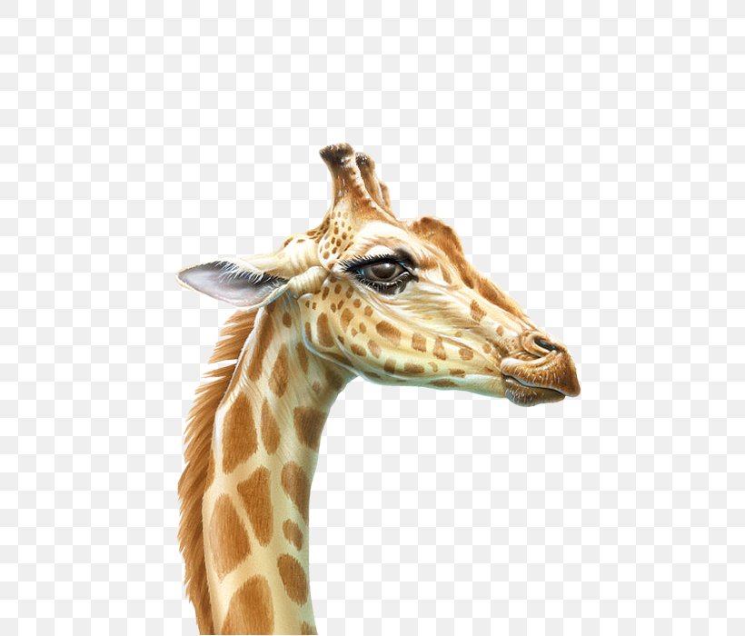 Northern Giraffe Drawing Animal Animated Cartoon, PNG, 535x700px, Northern Giraffe, Animal, Animated Cartoon, Drawing, Fauna Download Free