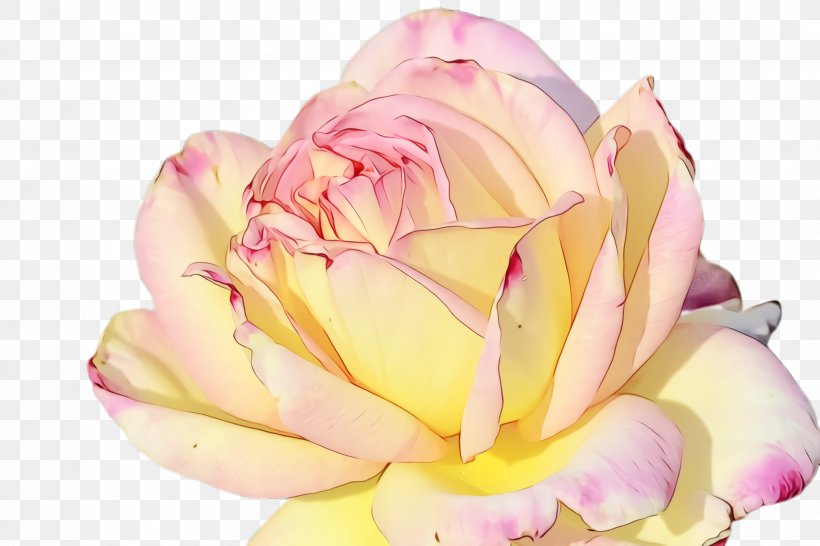 Garden Roses, PNG, 2448x1632px, Watercolor, Flower, Garden Roses, Hybrid Tea Rose, Paint Download Free