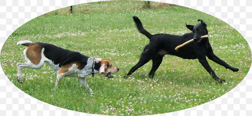 American Foxhound Pet Sitting Labrador Retriever Puppy Dog Walking, PNG, 1619x749px, American Foxhound, Animal, Bark, Dog, Dog Behavior Download Free
