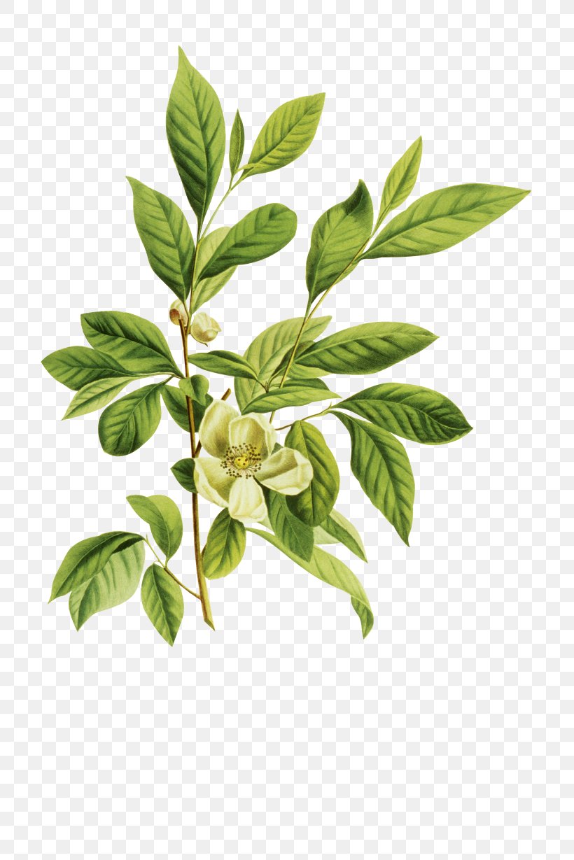 Arabian Jasmine Mo Li Hua Petal, PNG, 2460x3687px, Arabian Jasmine, Architecture, Art, Branch, Color Download Free