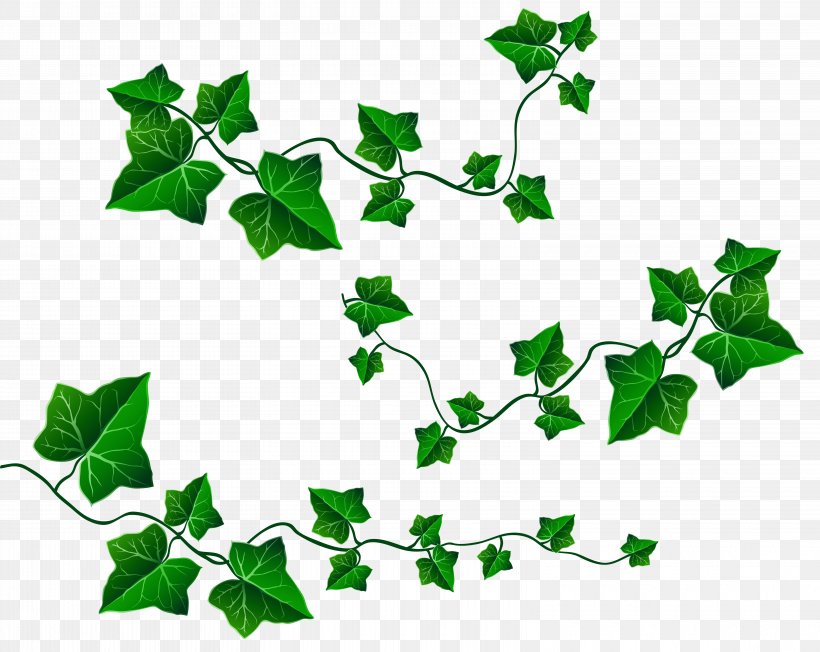 Common Grape Vine Common Ivy Leaf Clip Art, PNG, 6240x4964px, Common Grape Vine, Branch, Common Ivy, Fern, Flower Download Free