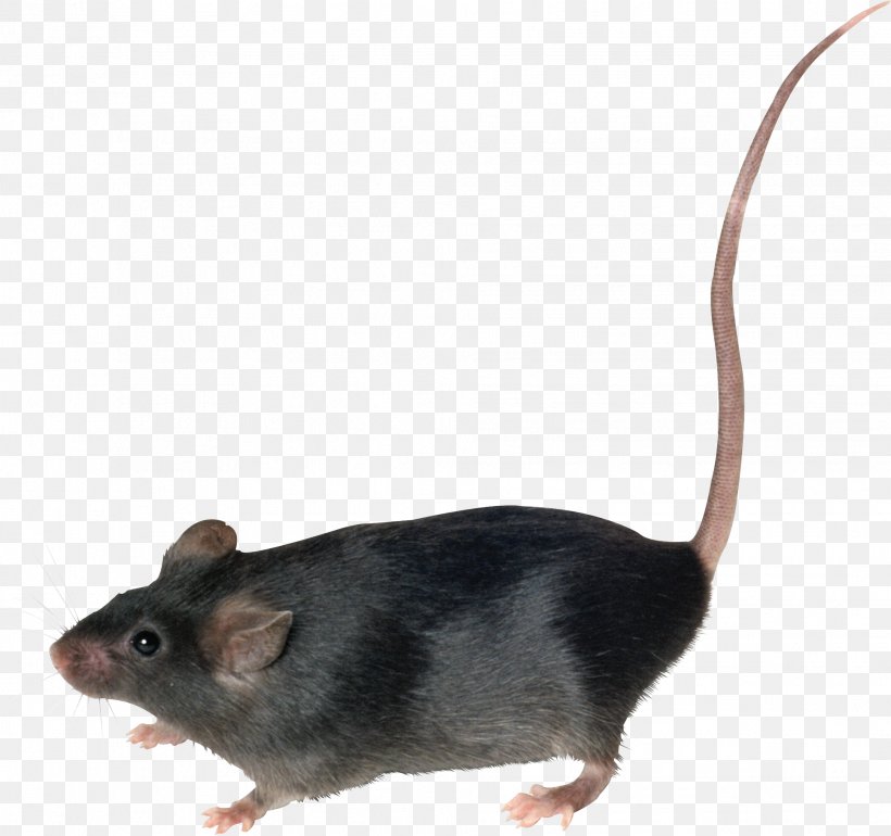 Mouse Brown Rat Murids, PNG, 1933x1816px, Mouse, Black Rat, Brown Rat, Fauna, Gerbil Download Free