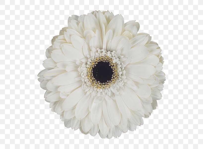 Transvaal Daisy Cut Flowers Petal, PNG, 600x600px, Transvaal Daisy, Cut Flowers, Daisy Family, Flower, Flowering Plant Download Free