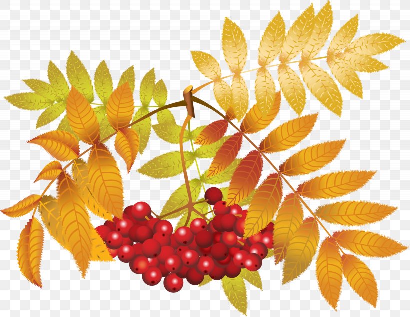 Autumn Branches, PNG, 4100x3171px, Royaltyfree, Digital Image, Food, Fruit, Grapevine Family Download Free