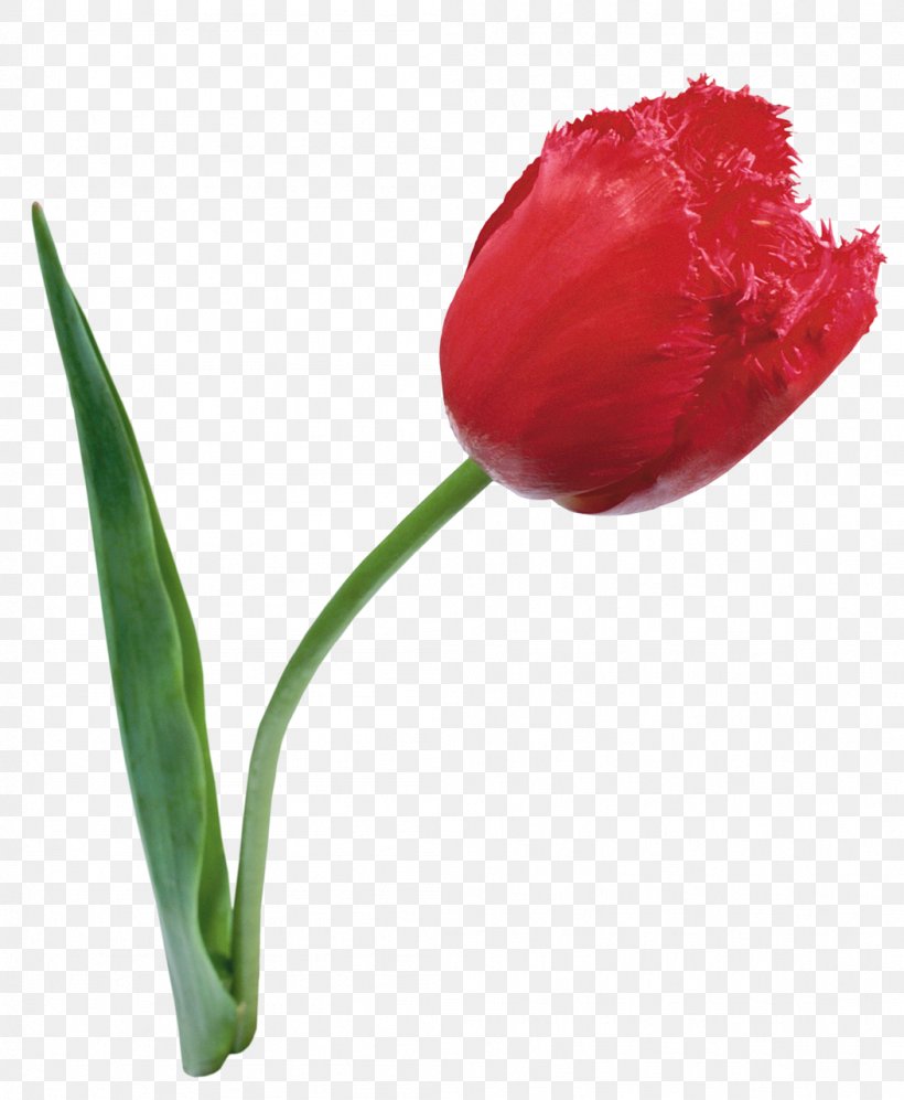 Flower Red Lady Tulip Petal, PNG, 1052x1280px, Flower, Bud, Cut Flowers, Flower Bouquet, Flowering Plant Download Free