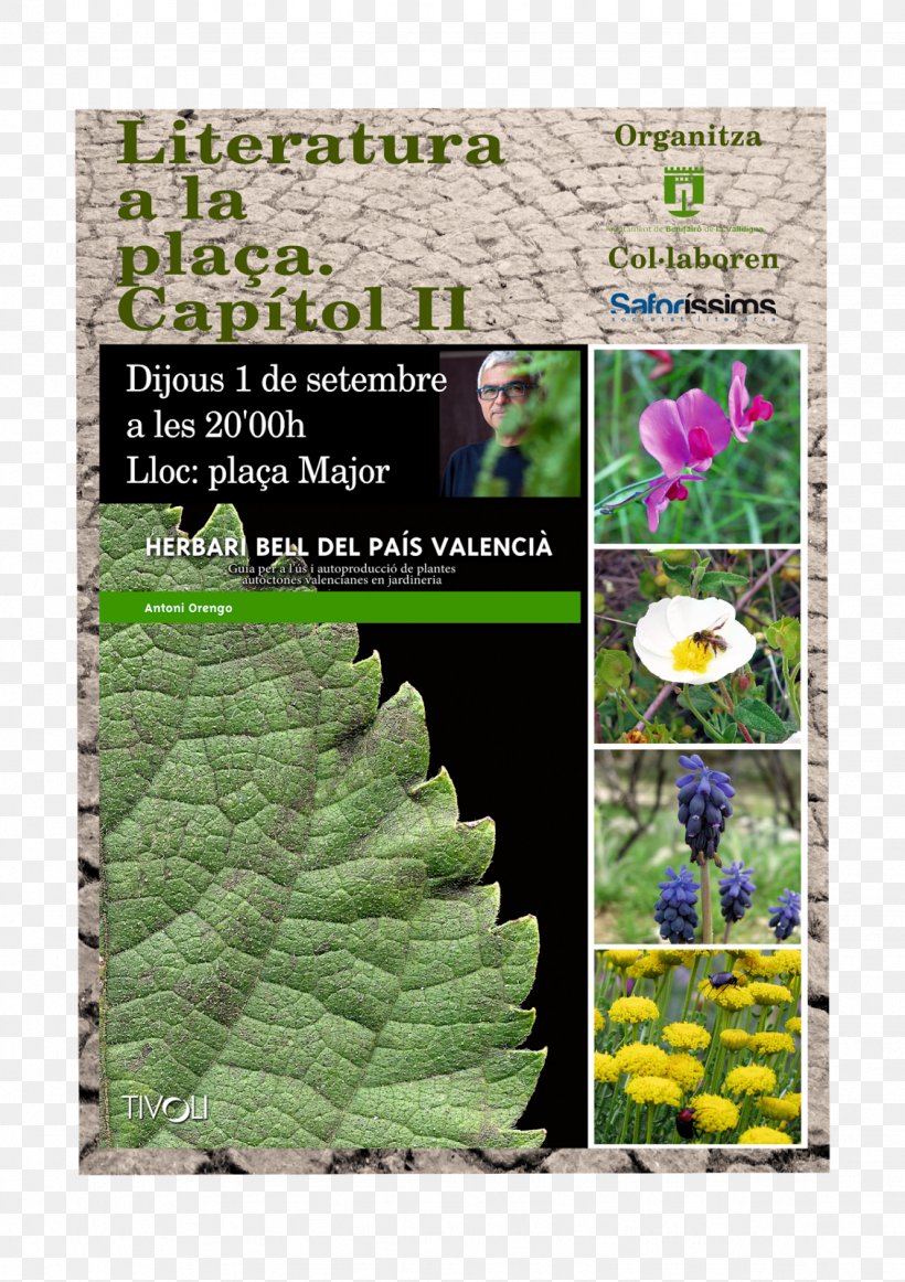 Leaf Herb Tree, PNG, 1129x1600px, Leaf, Flora, Grass, Herb, Plant Download Free