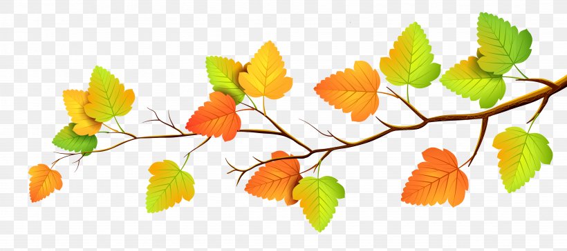 Clip Art Vector Graphics Image Autumn Leaves, PNG, 3904x1735px, Autumn Leaves, Autumn, Autumn Leaf Color, Botany, Branch Download Free