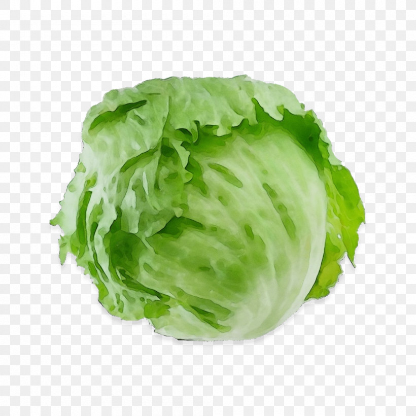 Salad, PNG, 1000x1000px, Watercolor, Acorn, Cabbage, Cultivated Edible Plant, Lettuce Download Free