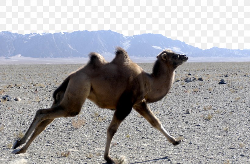 Wild Bactrian Camel Gobi Desert Endangered Species, PNG, 980x645px, Bactrian Camel, Animal, Arabian Camel, Camel, Camel Like Mammal Download Free