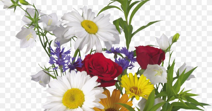 Flower Common Daisy Floral Design Picture Frames Transvaal Daisy, PNG, 1200x630px, Flower, Annual Plant, Chrysanths, Common Daisy, Cut Flowers Download Free