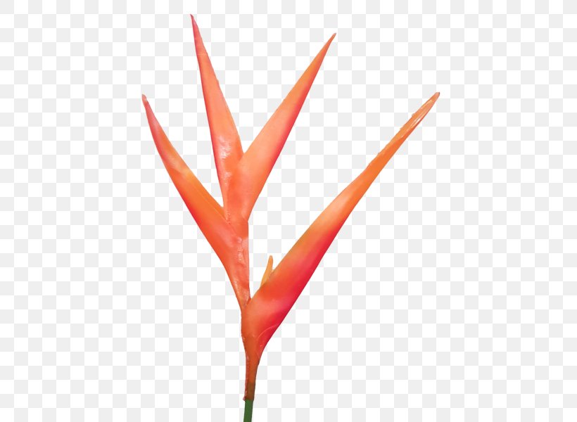 Leaf Plant Stem Flower Line, PNG, 800x600px, Leaf, Flower, Grass, Orange, Plant Download Free