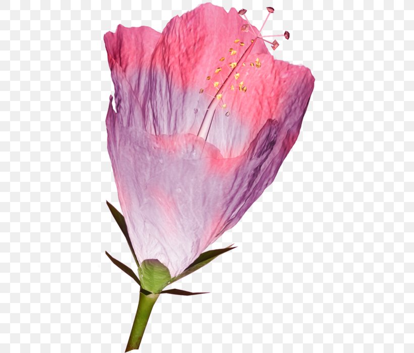 Rosemallows Petal Flower Persian Buttercup Clip Art, PNG, 433x699px, Rosemallows, Buttercup, Cut Flowers, Floral Design, Flower Download Free