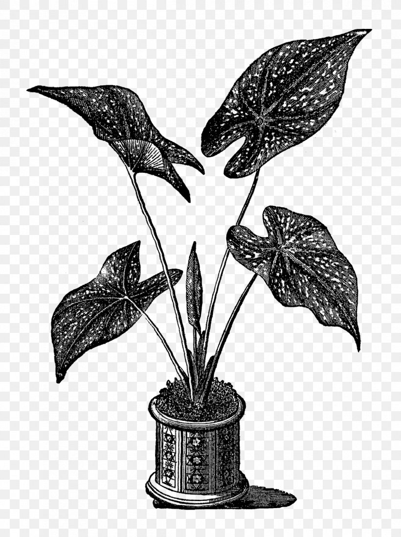 Royalty-free Engraving Heart Of Jesus, PNG, 1195x1600px, Royaltyfree, Black And White, Botany, Branch, Engraving Download Free