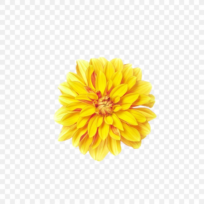 Yellow Download Clip Art, PNG, 1800x1800px, Yellow, Calendula, Chrysanthemum, Chrysanths, Color Download Free