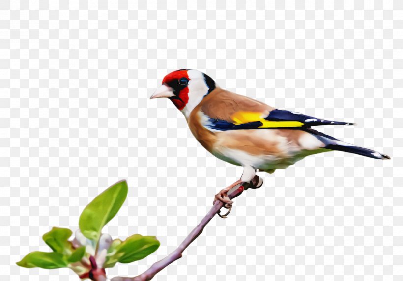 Bird Beak Finch Songbird Perching Bird, PNG, 2396x1672px, Bird, Beak, Finch, Goldfinch, Perching Bird Download Free