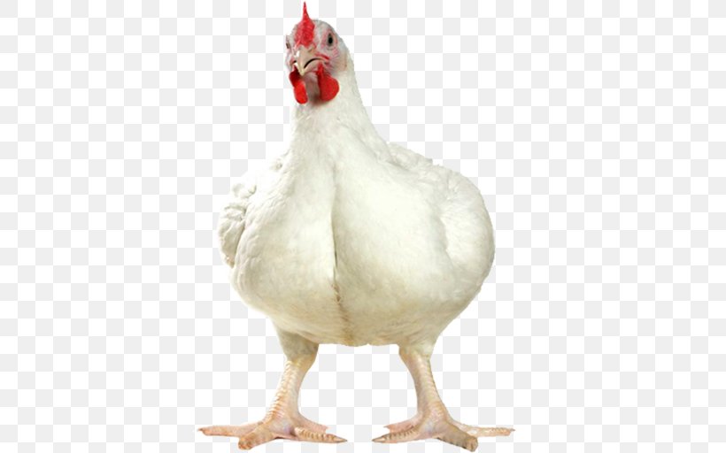 Cornish Chicken Broiler Roast Chicken Poultry Farming, PNG, 512x512px, Cornish Chicken, Agriculture, Beak, Bird, Broiler Download Free