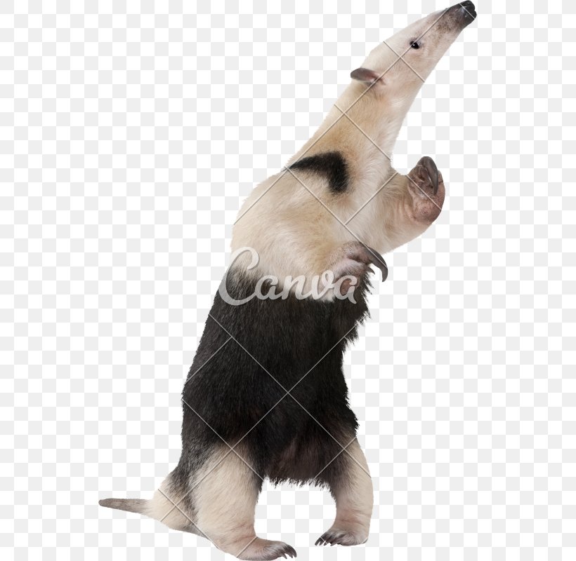 Giant Anteater Southern Tamandua Aardvark Northern Tamandua, PNG, 539x800px, Anteater, Aardvark, Animal, Carnivoran, Dog Like Mammal Download Free