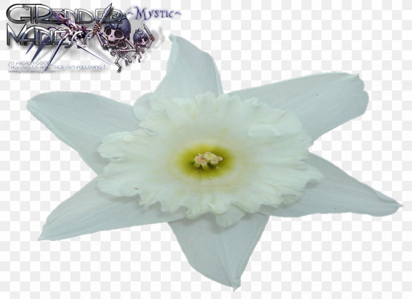Narcissus Tyrannosaurus, PNG, 920x668px, Narcissus, Amaryllis Family, Flora, Flower, Flowering Plant Download Free