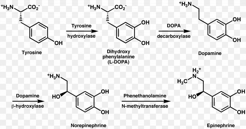 Tyrosine Hydroxylase Metabolism Phenylalanine Dopamine, PNG, 2973x1564px, Watercolor, Cartoon, Flower, Frame, Heart Download Free