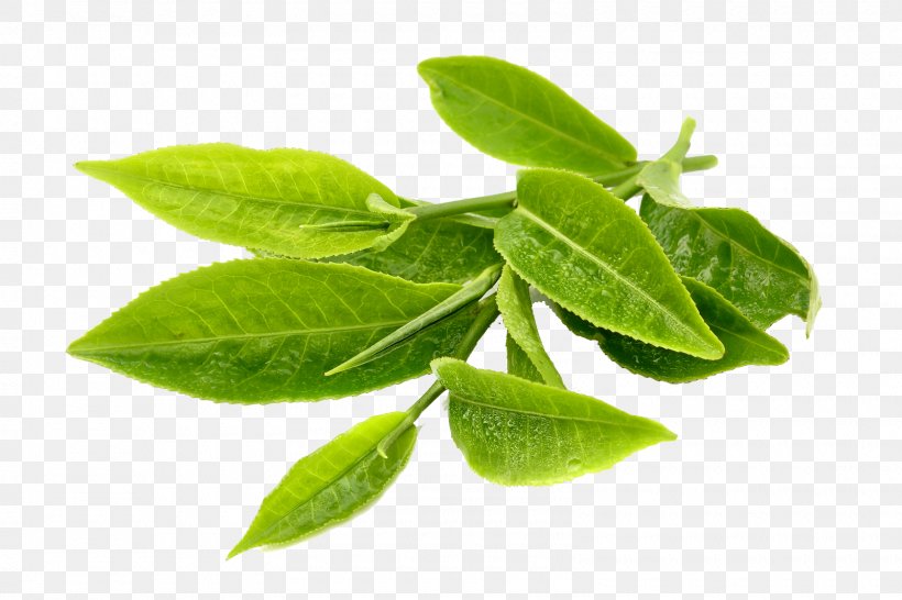 Green Tea Matcha Turkish Tea Tea Plant, PNG, 1600x1066px, Green Tea, Black Tea, Dried Fruit, Food, Food Drying Download Free